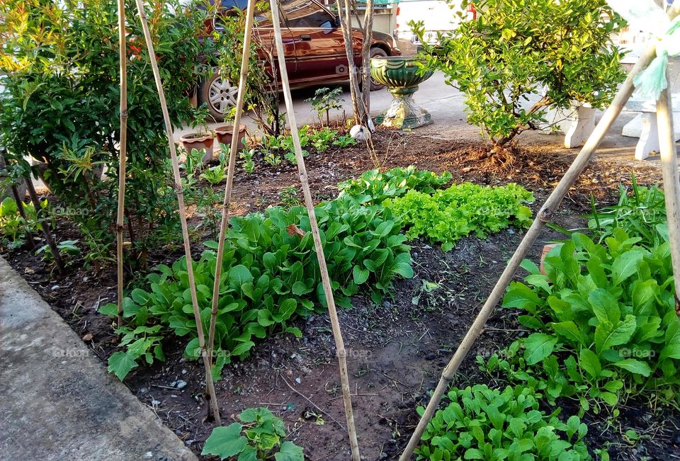Vegetable plot, vegetable garden, health, vegetables, planting, growing vegetables
