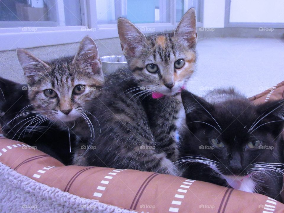 Three kittens