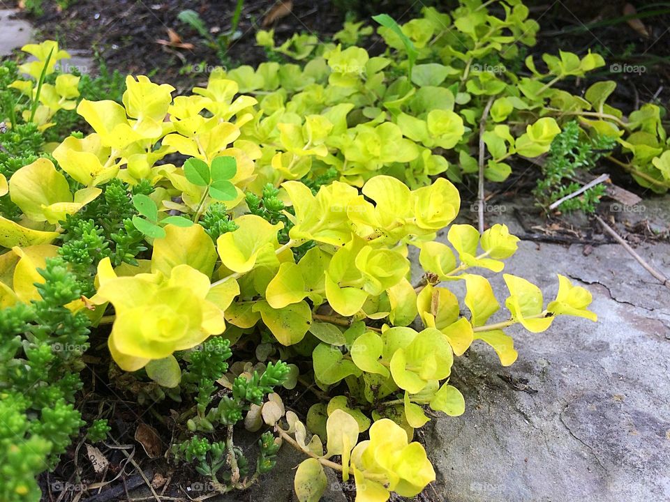 Ground cover plant