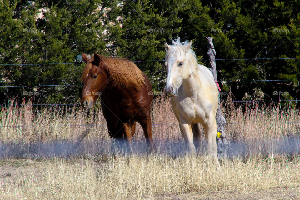 Horses running in the pasture