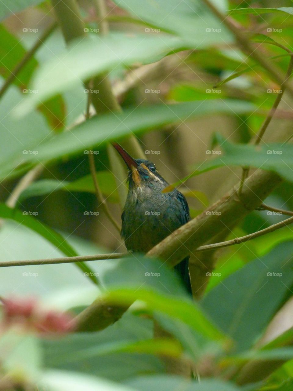 Hummingbird 