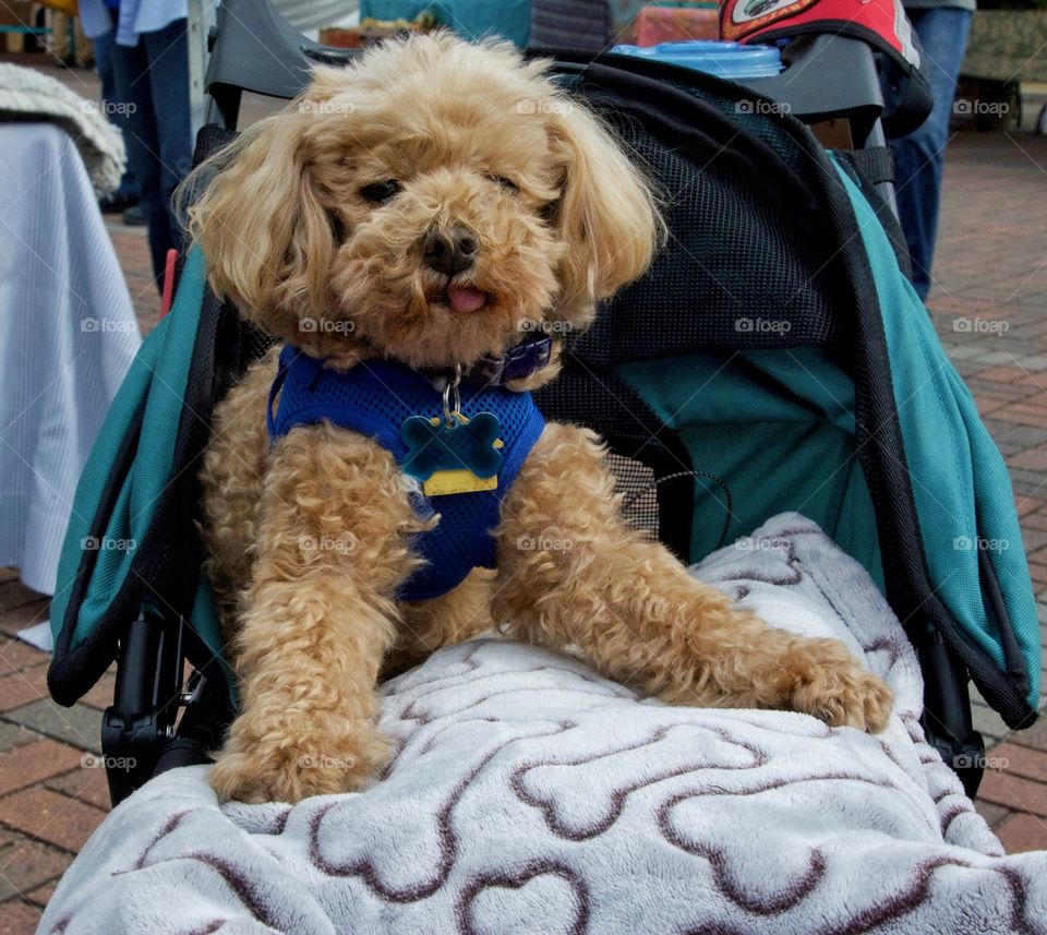 Cute dog in stroller