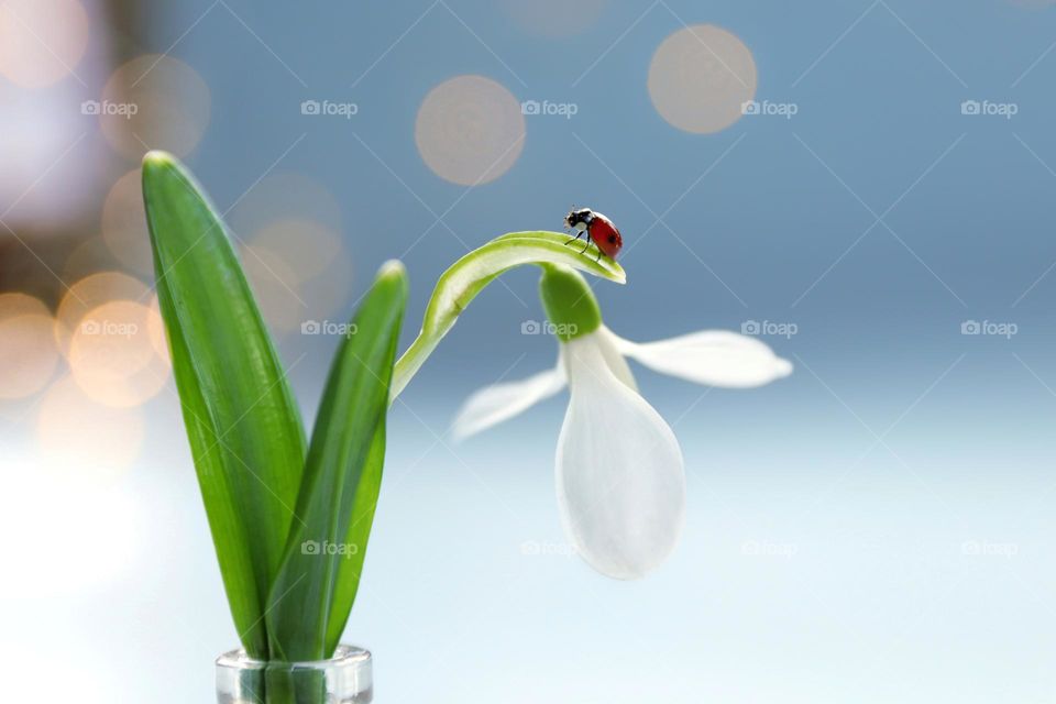 snowdrop and ladybug