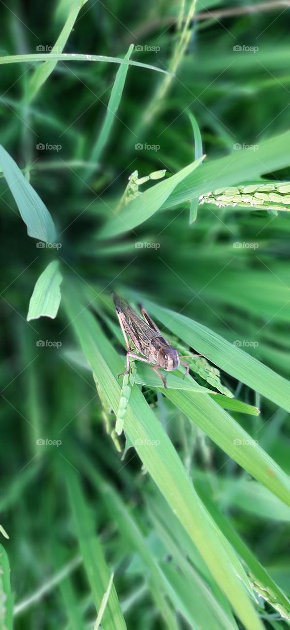 Super beautiful mantis