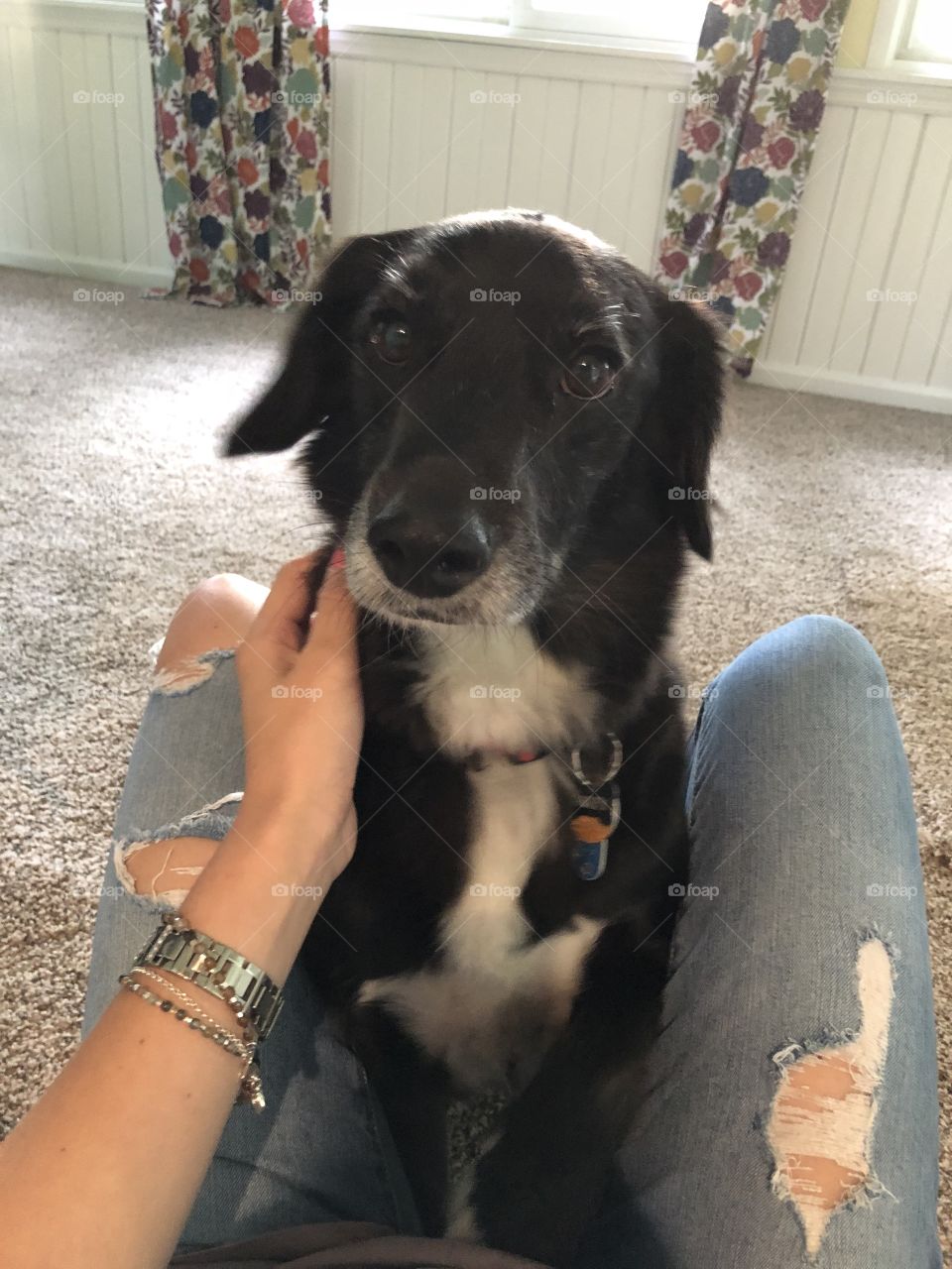 Cocker spaniel cuddles