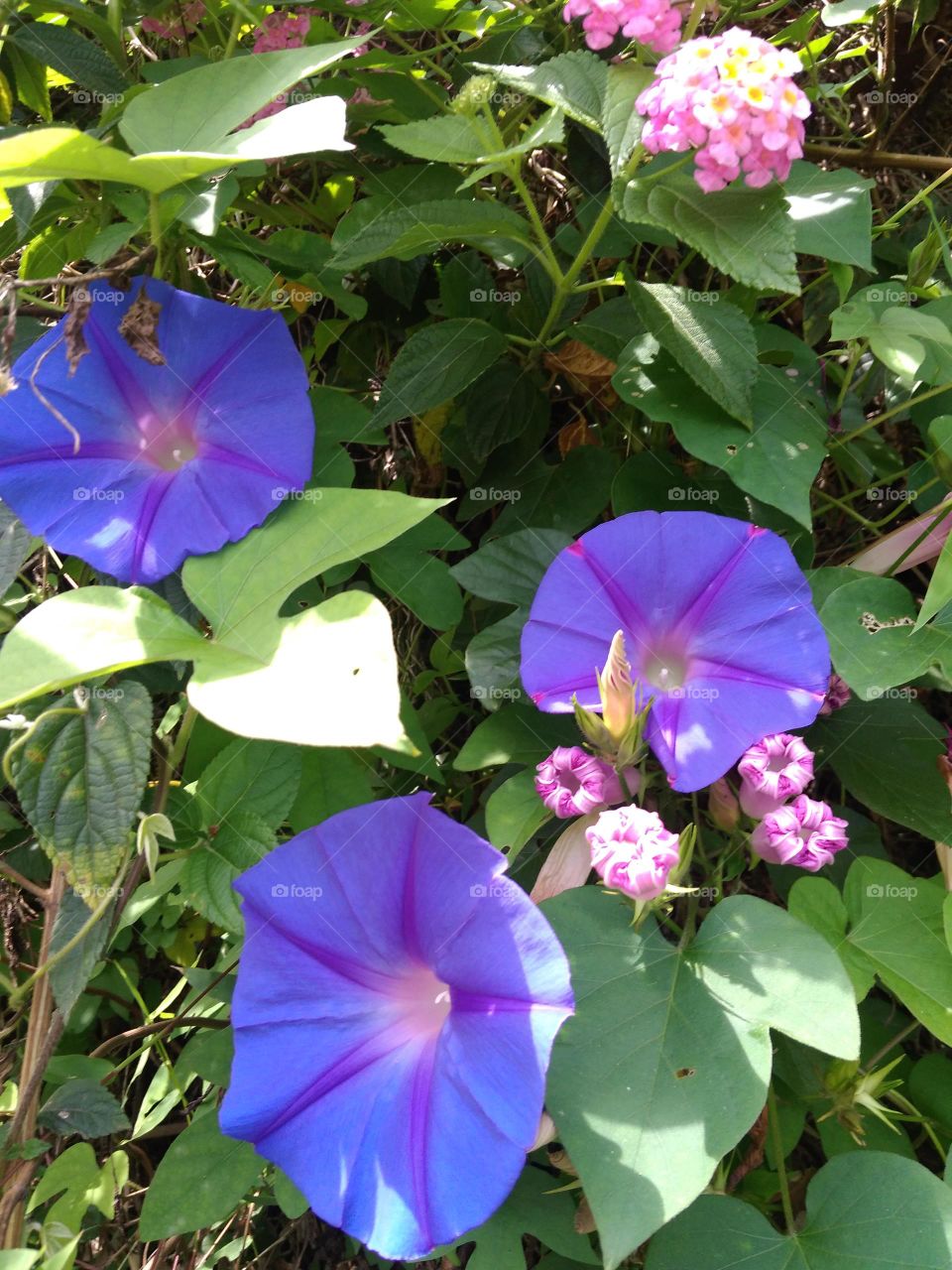 purple buds