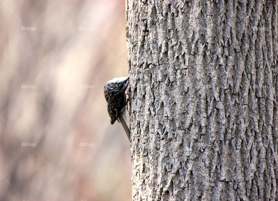 I will get that bug!