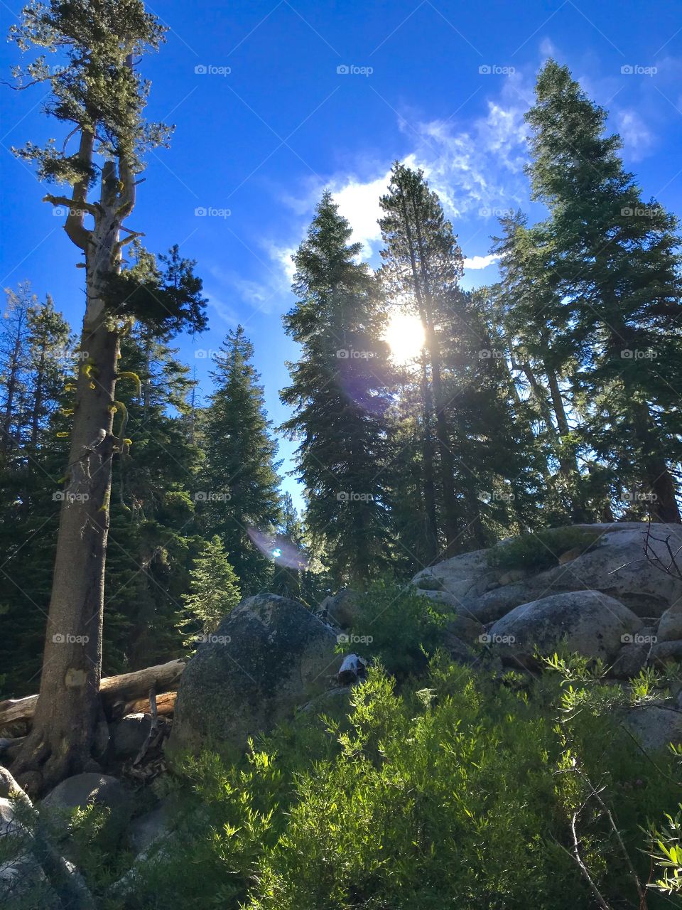 Sun peaking through the trees