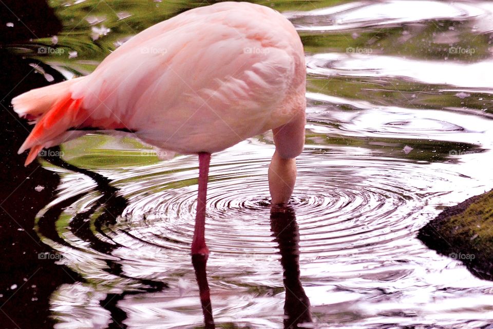 Flamingo. Flamingo finds food