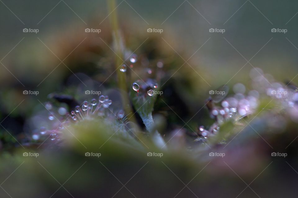 the honeydew carnivorous plant uses tiny drops of beautiful sugary dew to attracts insects to their doom