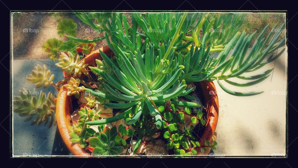 Garden of Succulents. My first go at this and there still living