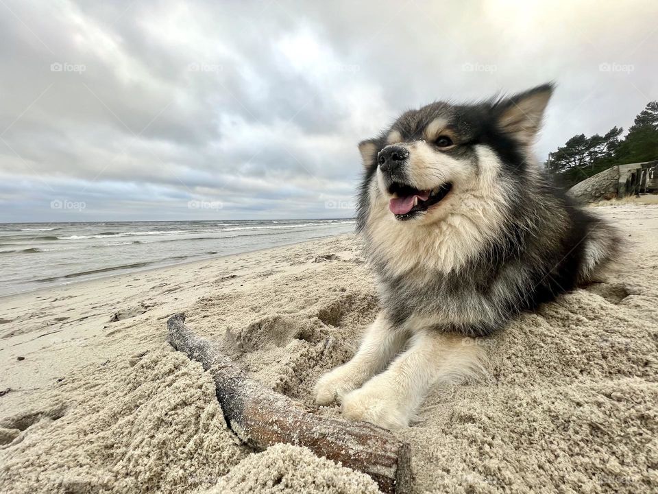 A dog and a stick at the beach 