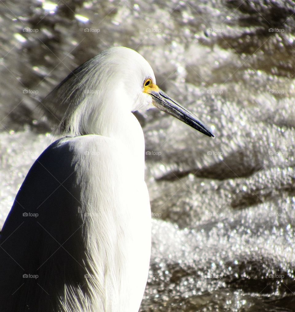 Snowy Egret -Riverside Ca
