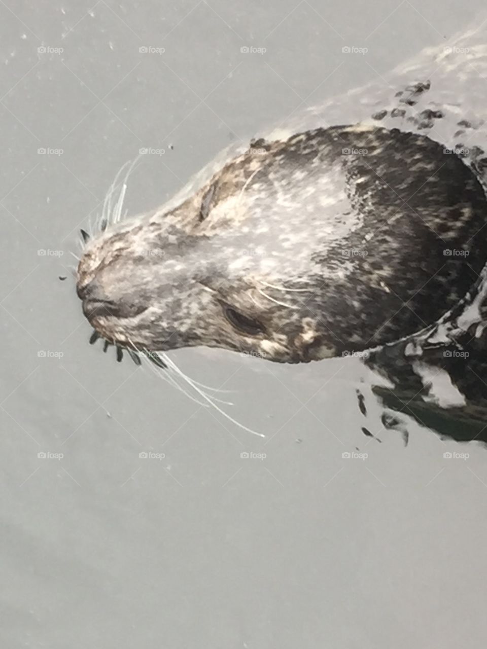 Snorkel the Harbor Seal