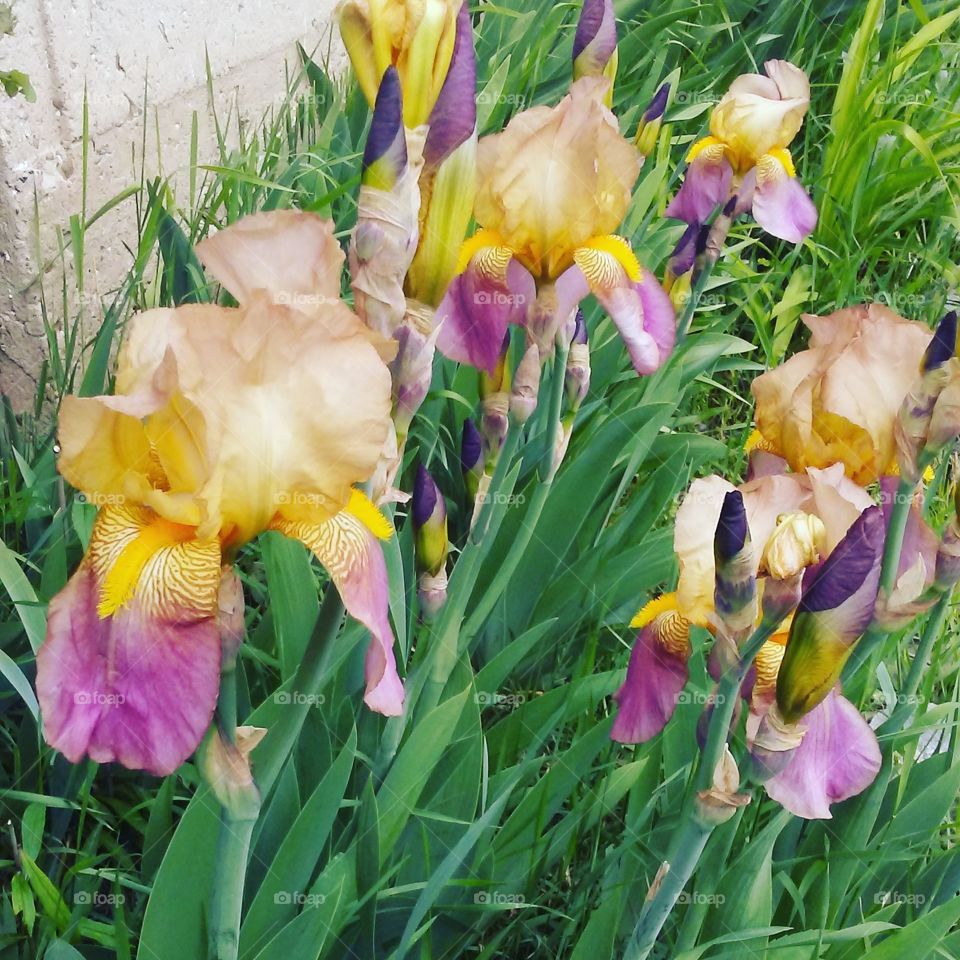 Irises