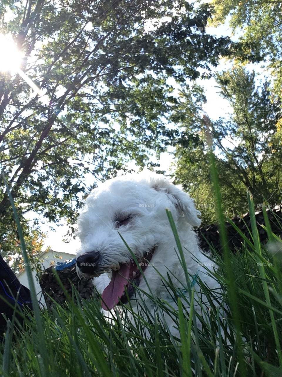 Maltese taking a break during a walk.