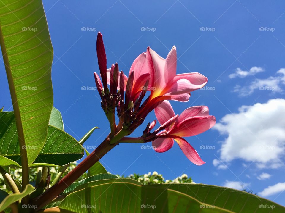 Pink plumeria Tropical flower