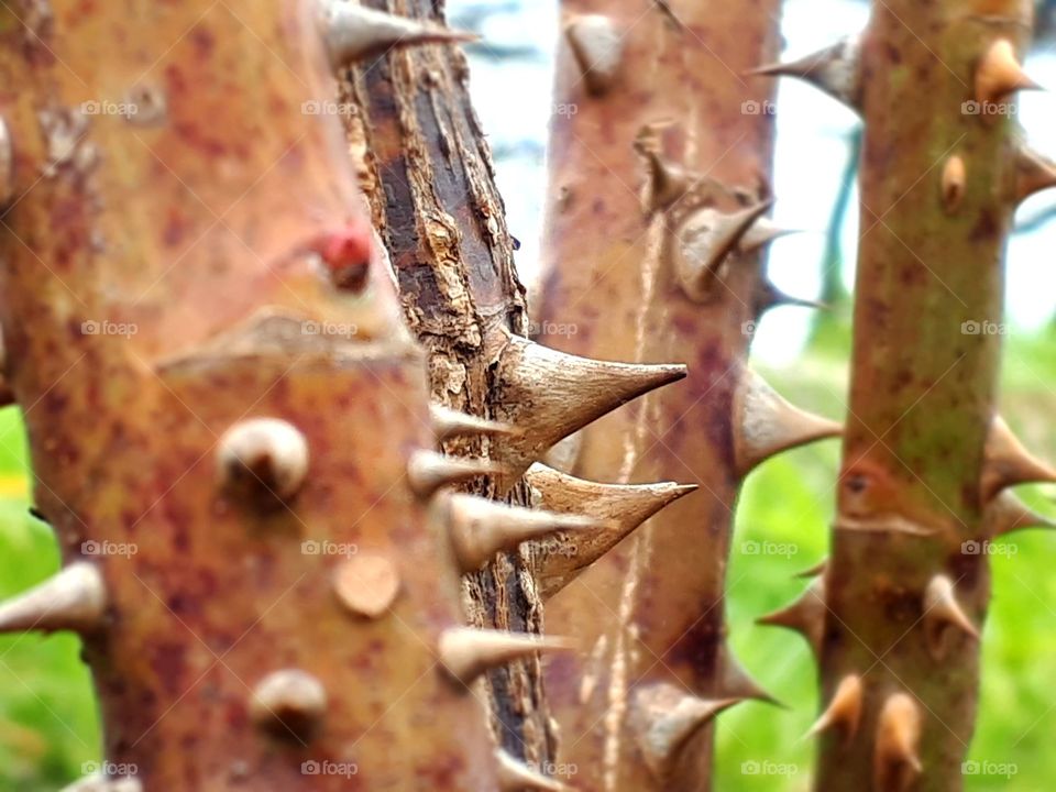 Every rose has thorns, so this branch of rose in garden.