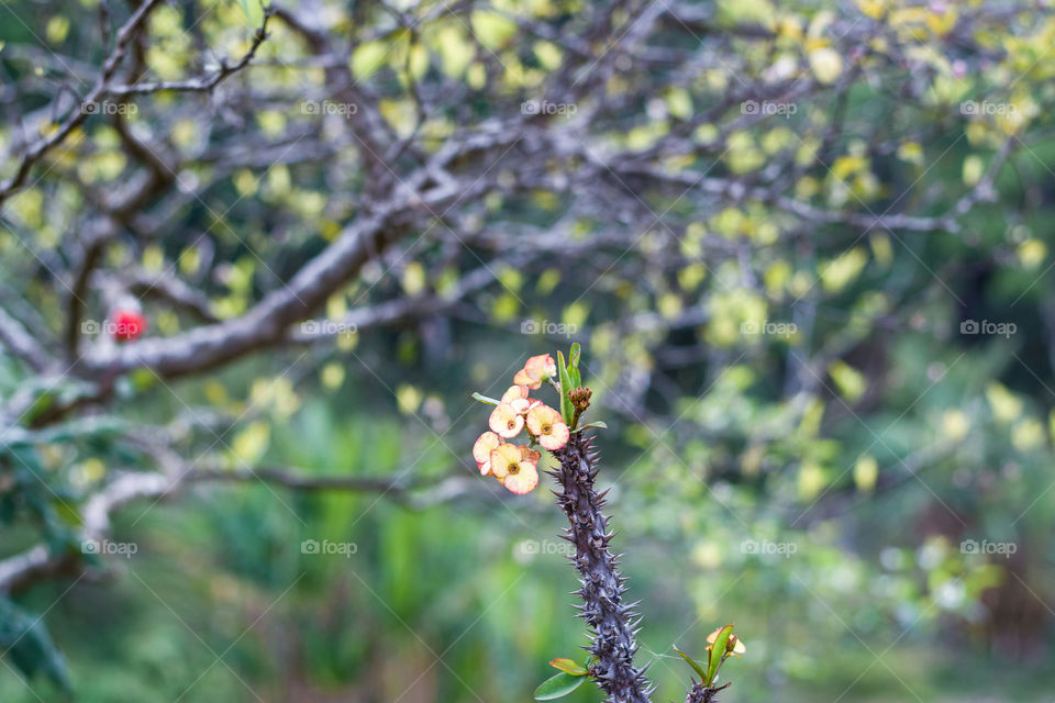 Beauty of spring colours