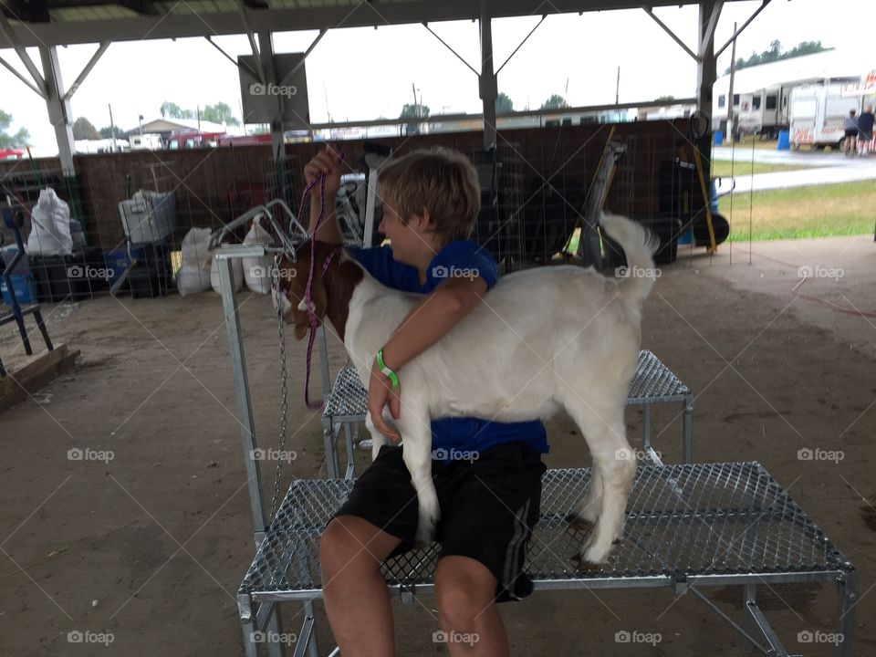 Fair goat