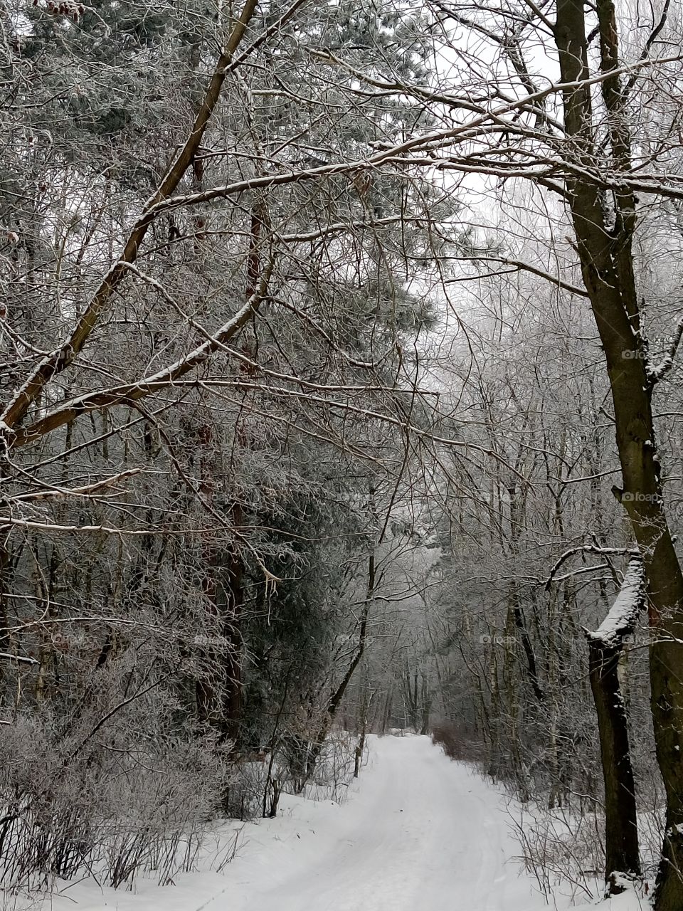 polish nature |winter forest