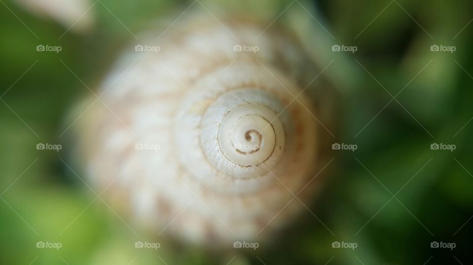 Detail of snail shell