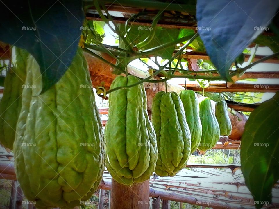 chayote fruits hanging