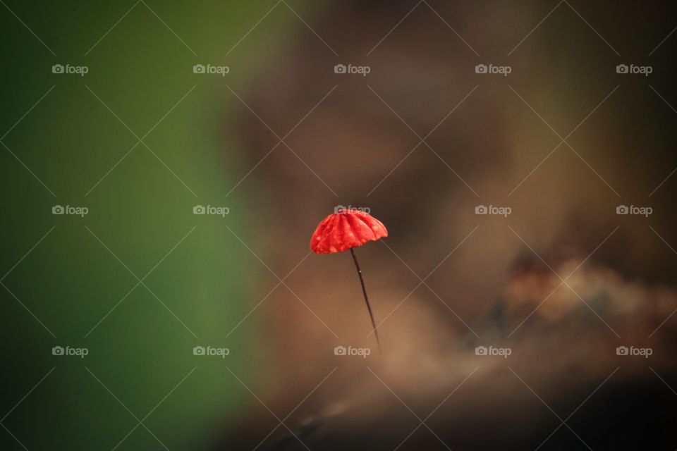 red mushroom