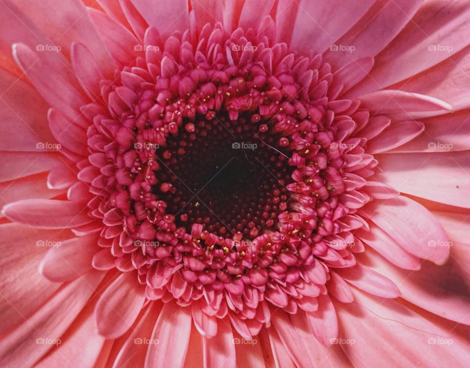 Flower blossom of barberton daisy 