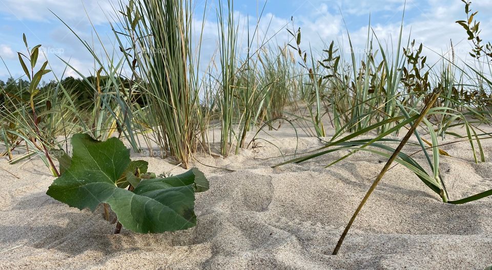 Dunes over the Baltic Sea - Uniescie - Poland 