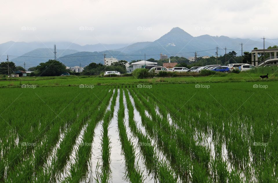 Rice plantation 