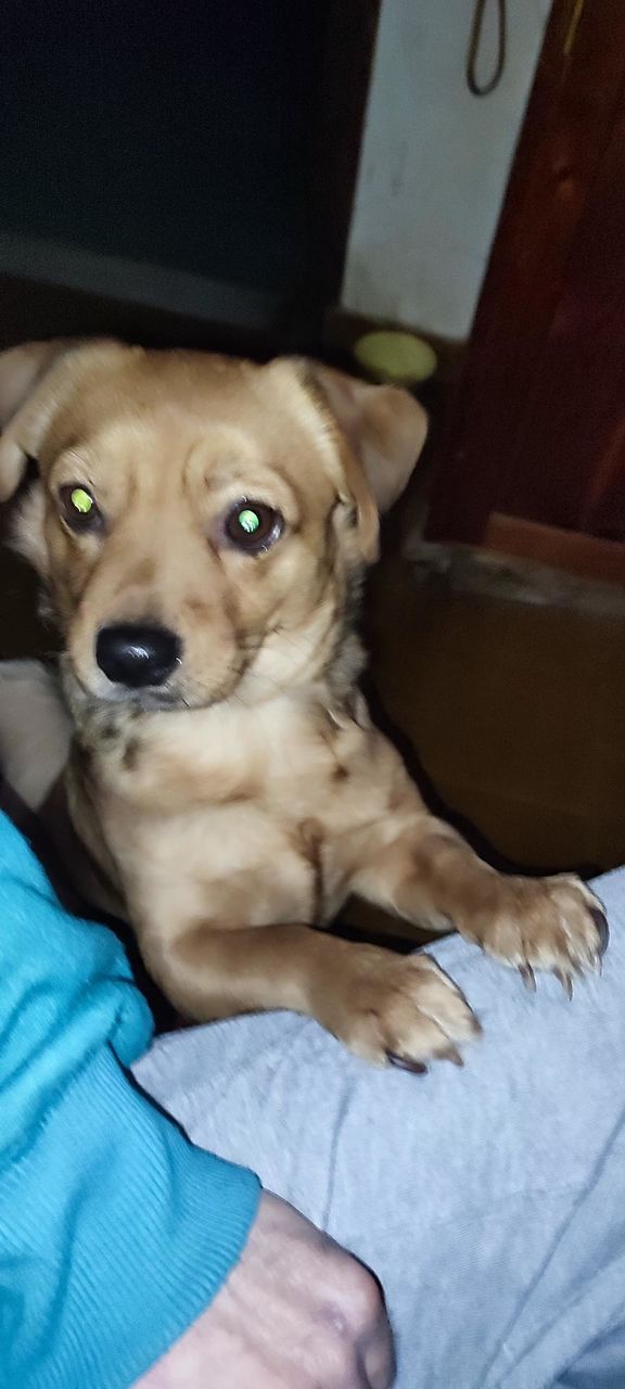 my best friend (dog)