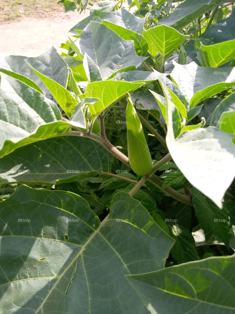 A flower bud sprouting. it has a green. green is beautiful