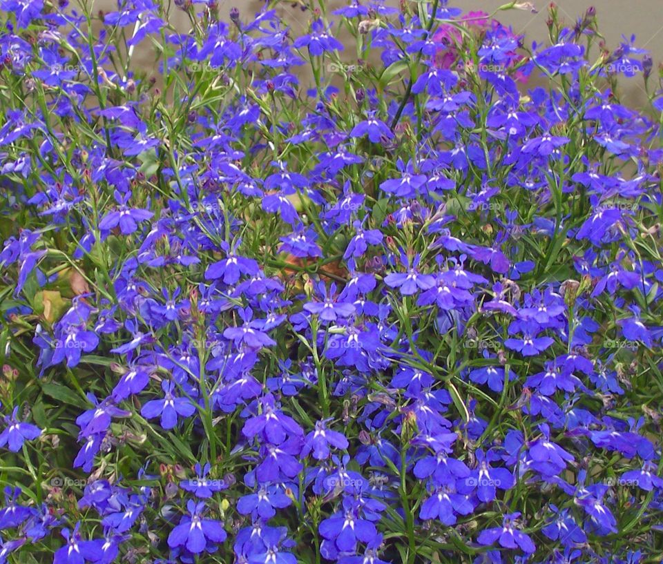 Flowers in purple