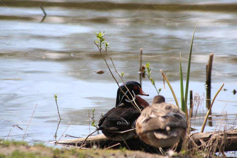 Ducks 