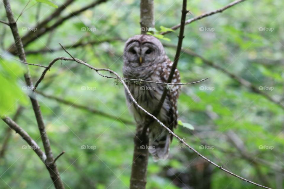 Owl in the woods