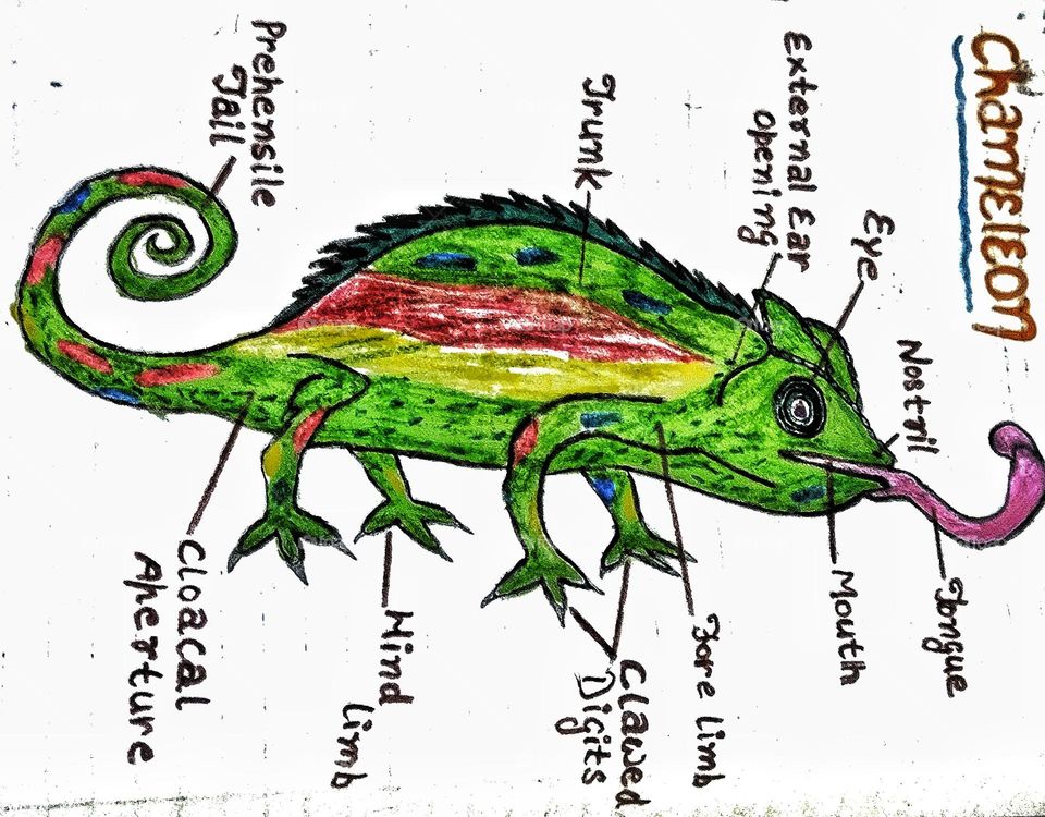 chameleon