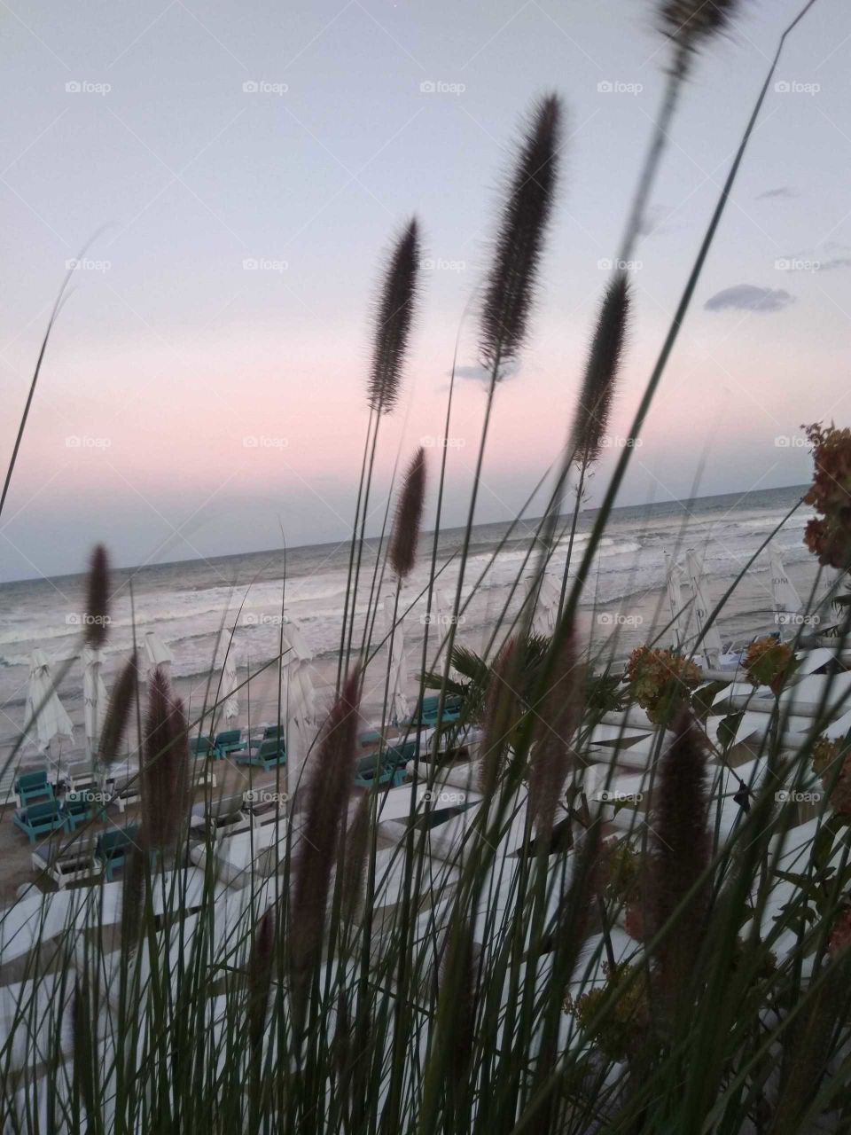 The plants admire the sea