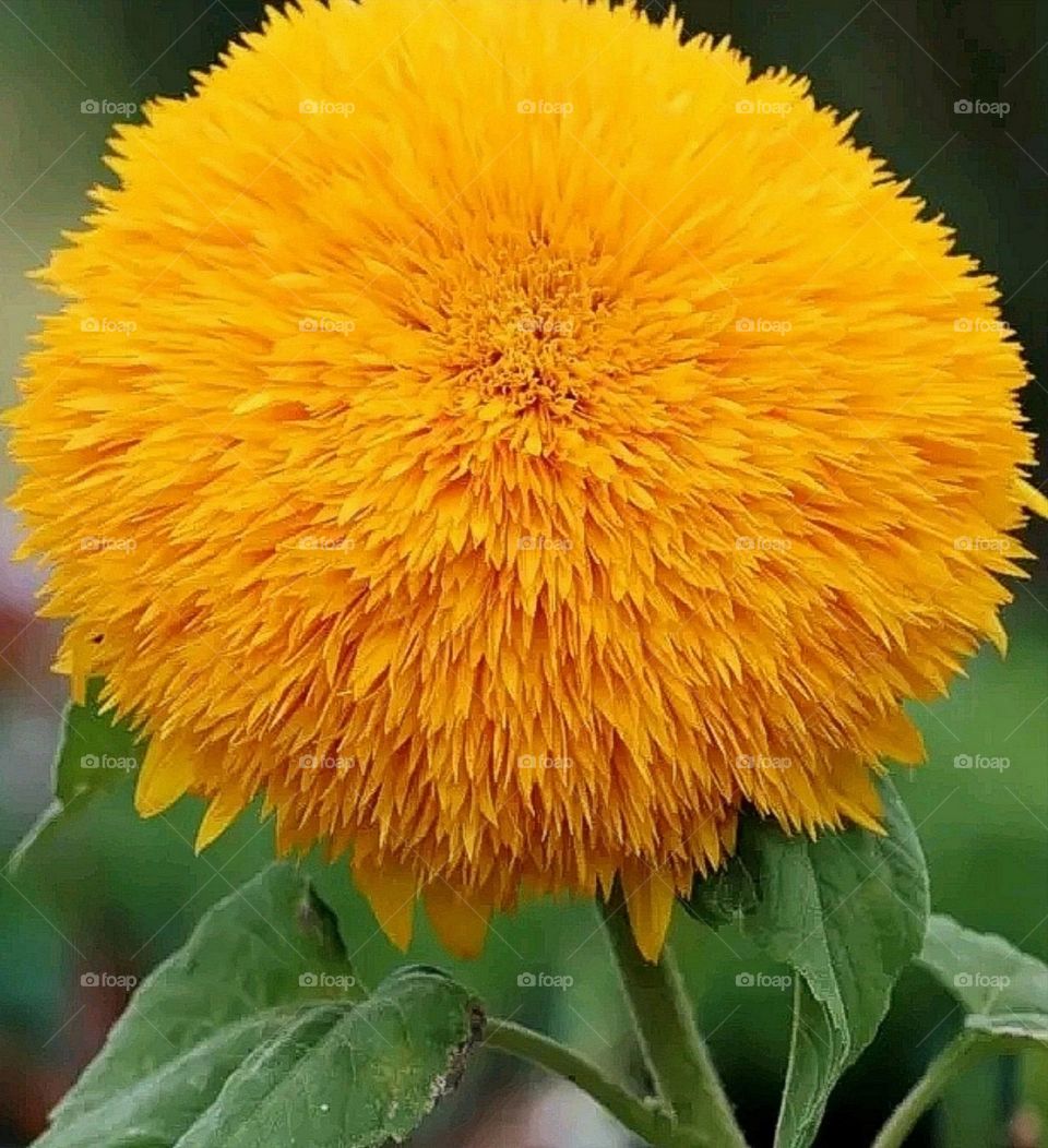 most beautiful and attractive flowers in the garden.