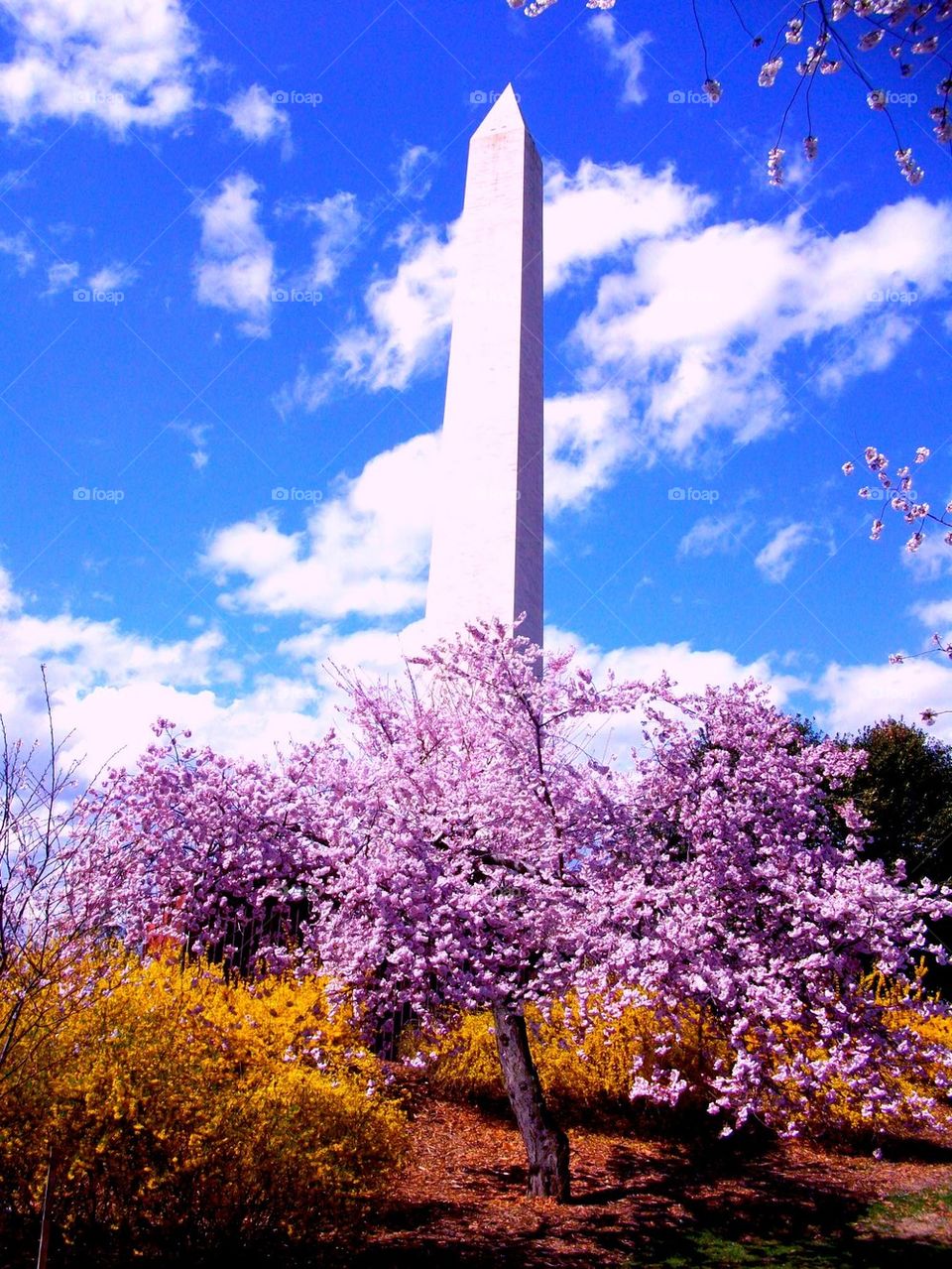 Cherry Blossoms Time. Cherry blossoms surround the Washington monument in Washington DC during the Cherry Blossom Festival. Beauty  in the air