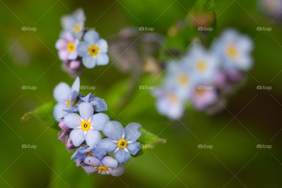 Wold blue and pink flowers growing together in the summer on the forest floor.
