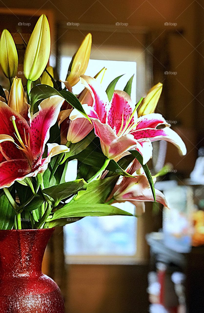 Stargazer Lilies