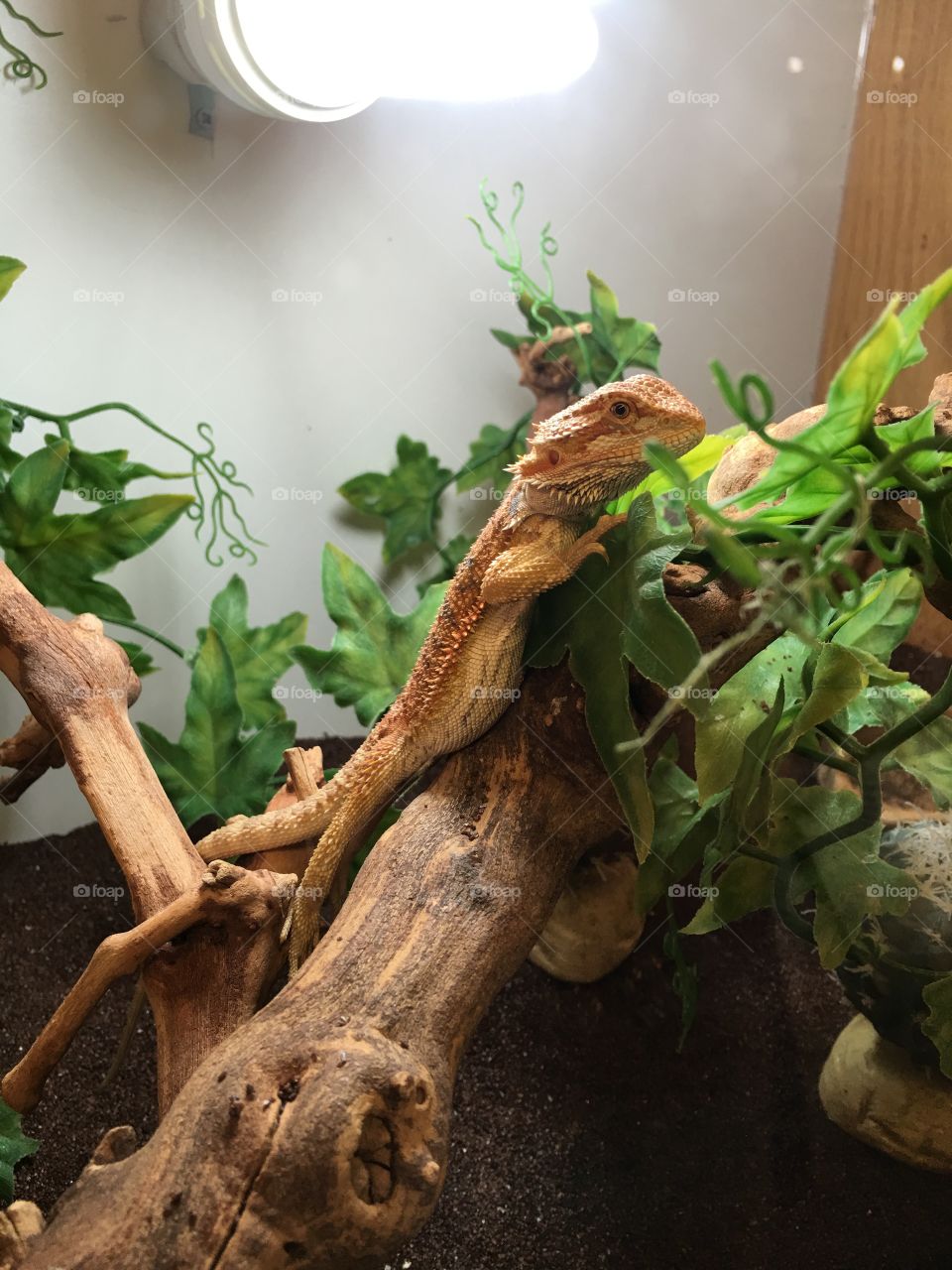 Gecko chills out