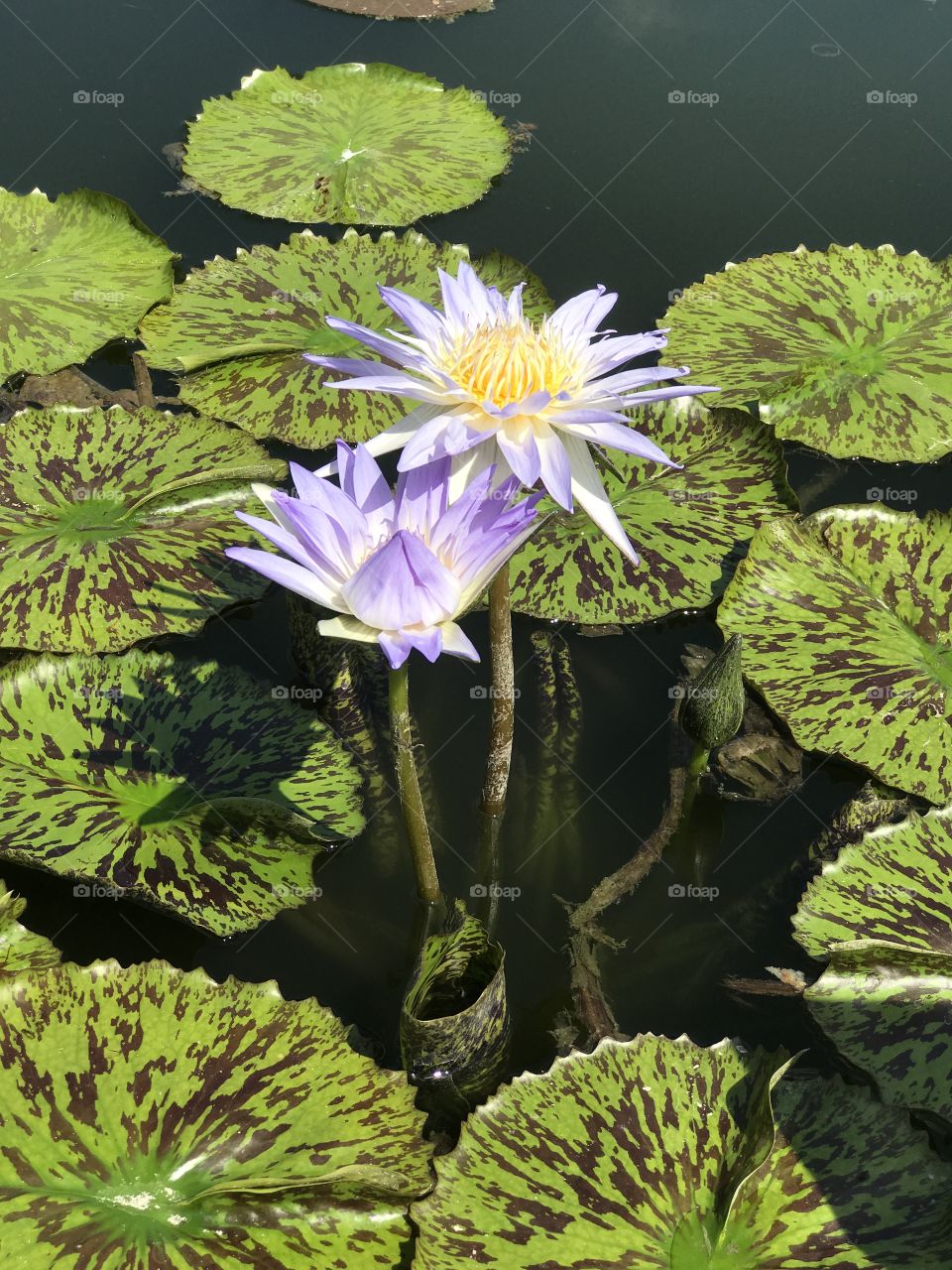 Water lily and lily pads on a sunny day