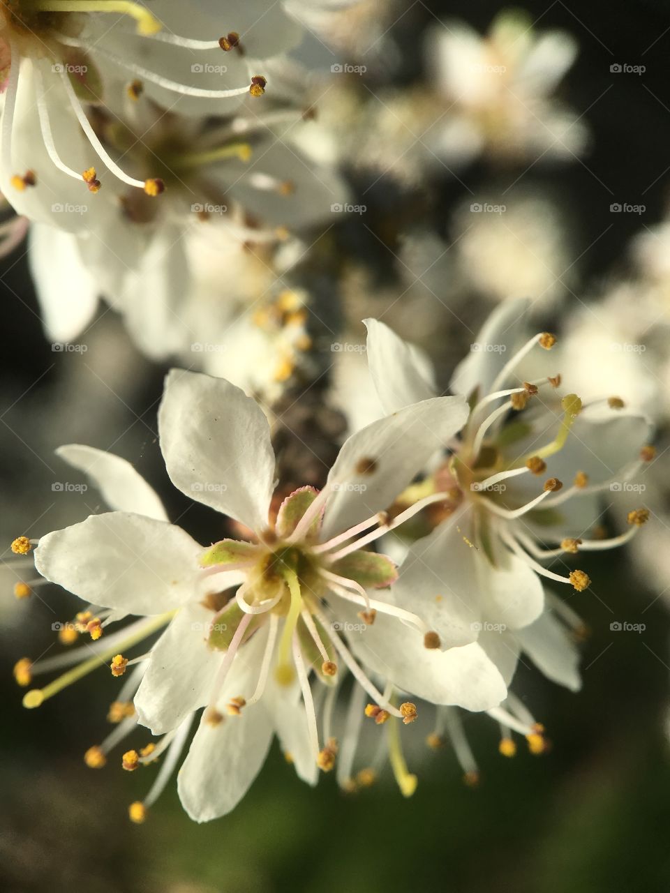 May blossom 