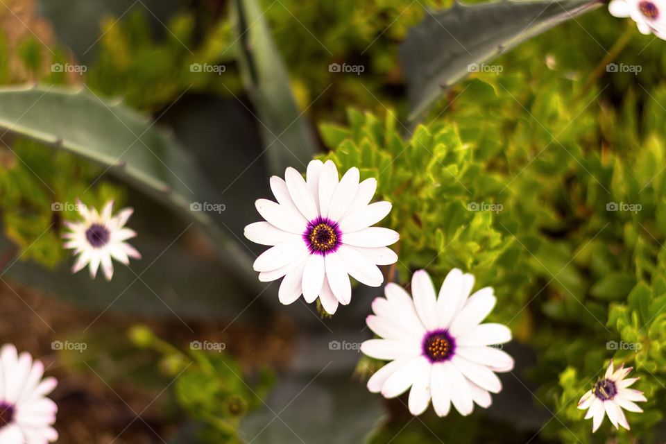 White beautiful flower 