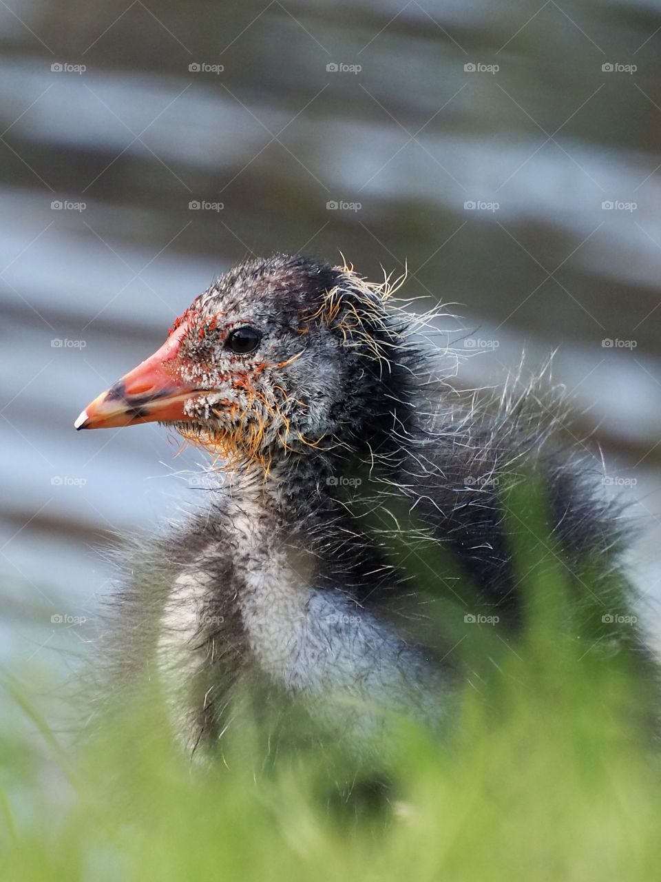 Coot youngster