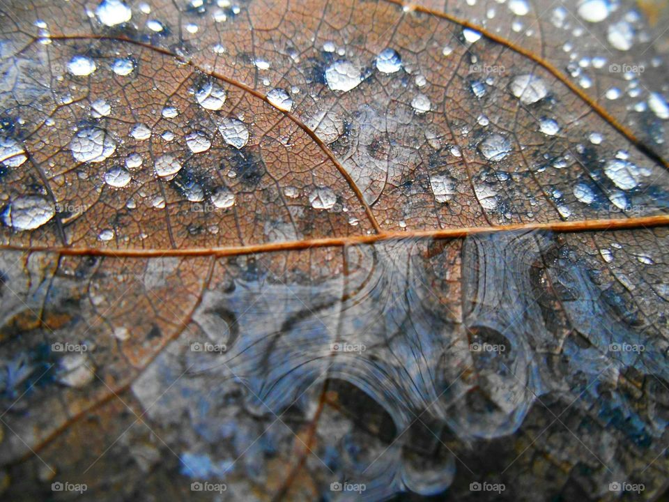 drop on a leaf