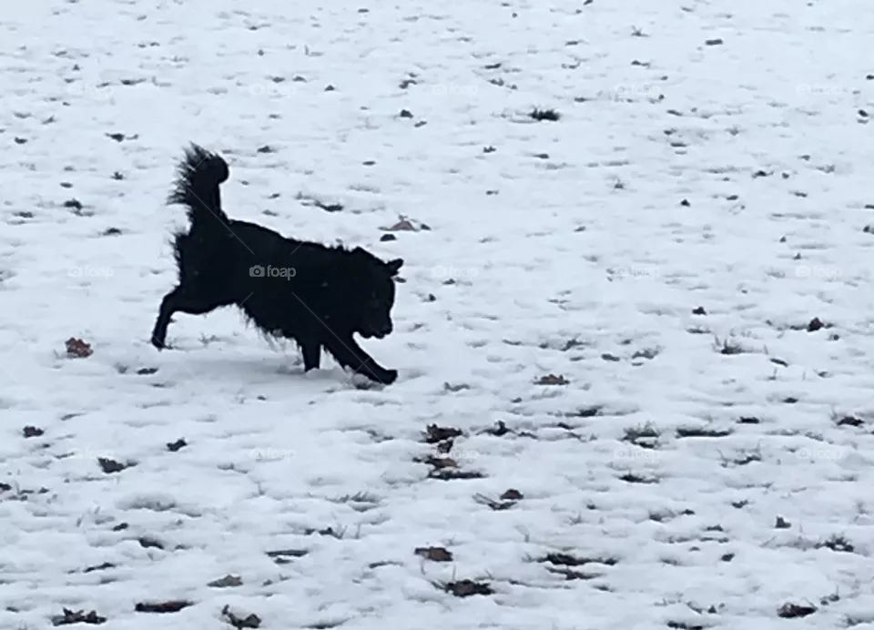 Dog