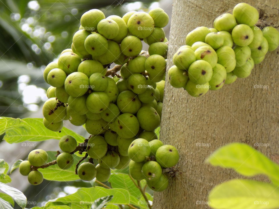 Fruit tin Hill halimon aceh